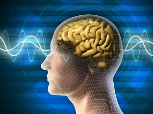 Ученые назвали основную причину старения мозга