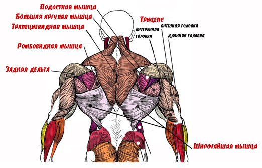 https://www.menslife.com/upload/a/2014/07/01/27249-anatomiya-spiny4.jpg