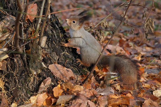 Измайловский Парк культуры и отдыха