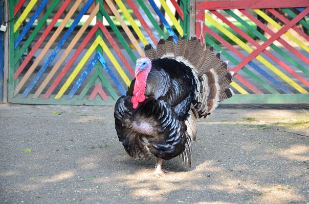 Одесский зоопарк