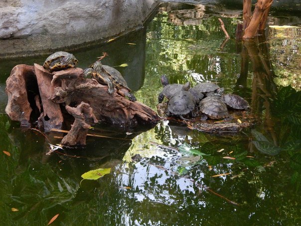 Одесский зоопарк