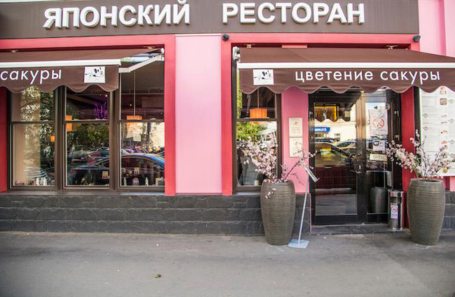 Цветение Сакуры