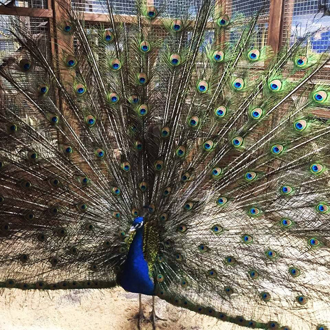 Страна ЕНОТиЯ