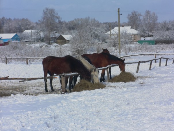 Элинор