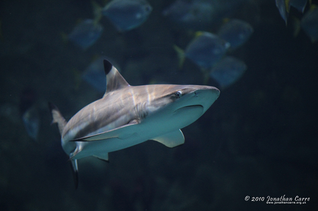 Sochi Discovery World Aquarium