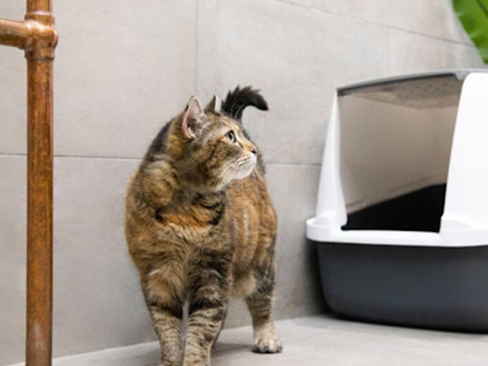 Запор у кота: основні причини та коли варто звернутися до ветеринара