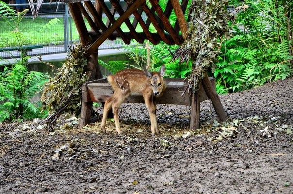 Одесский зоопарк