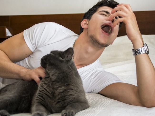 Стало известно, почему возникает аллергия на кошек