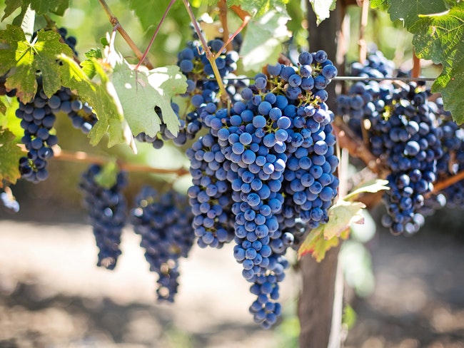 Эксперты рассказали о пользе винограда