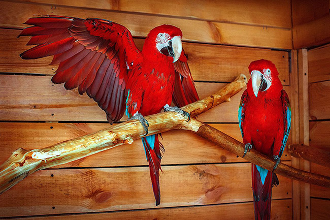 Animal Park 