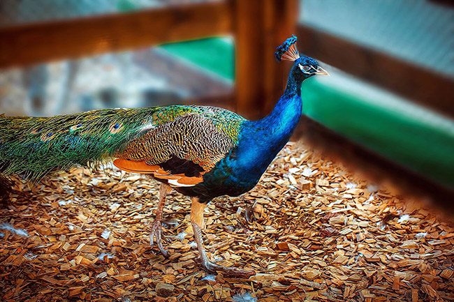 Animal Park 
