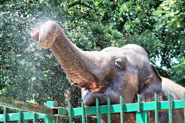 Одесский зоопарк