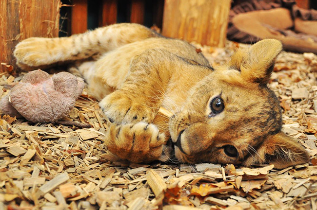 Animal Park 