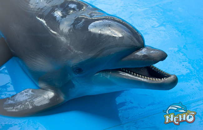 Дельфинарий "Немо"