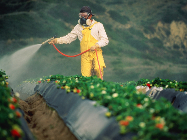 Специалисты рассказали, какая опасность кроется в пестицидах