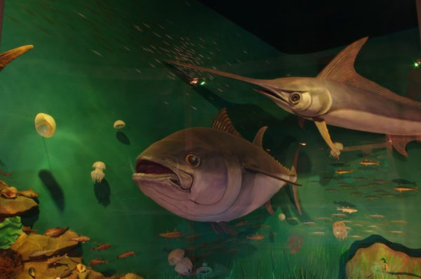 Музей истории города-курорта Сочи