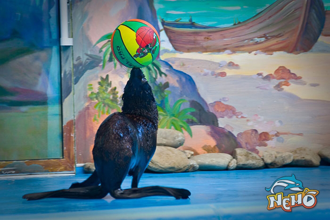 Дельфинарий "Немо"