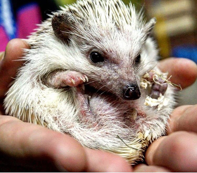 Страна ЕНОТиЯ