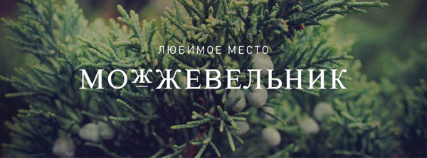 Можжевельник
