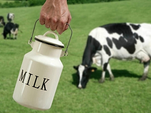 Дай молочка, коровушка