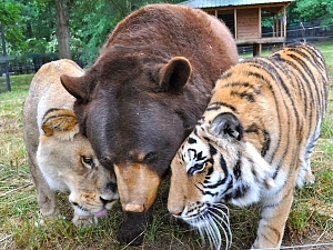15 невероятных историй дружбы животных