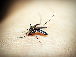 Кого чаще кусают комары, объяснили специалисты