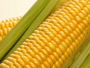 Полезные свойства кукурузы