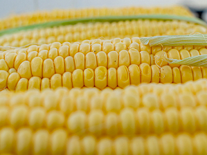 Эксперты рассказали о новых свойствах кукурузы