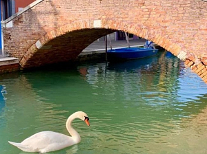 В Венеции вода в каналах очистилась из-за коронавируса