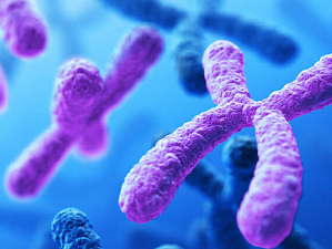 Биологам удалось расшифровать Х-хромосому человека