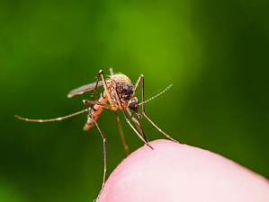 Эксперты рассказали, кого комары кусают чаще