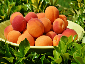 Лучший летний фрукт: все о пользе персиков