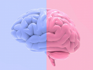 Мужской и женский мозг: в чем отличия?