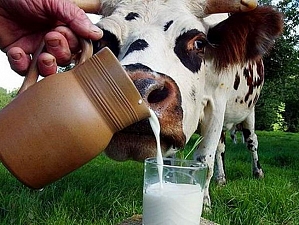 Эксперты: парное молоко может быть опасно для здоровья