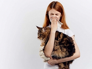 Найдено средство, спасающее от аллергии на кошек