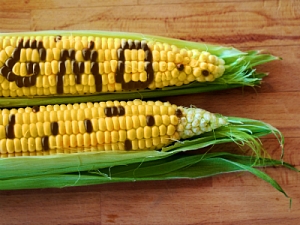 Ученые опровергли миф о вреде ГМО