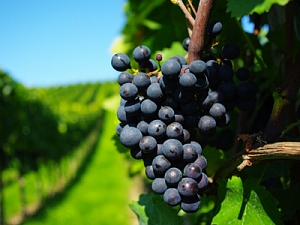 Черника и красный виноград повышают иммунитет