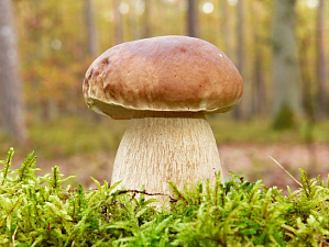 Ученые рассказали, о пользе белых грибов