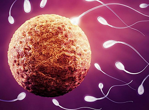 C помощью каких сперматозоидов можно зачать здоровое потомство