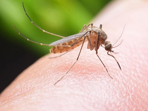 Ученые разобрались, почему комары кусают одних людей чаще и сильнее, чем других